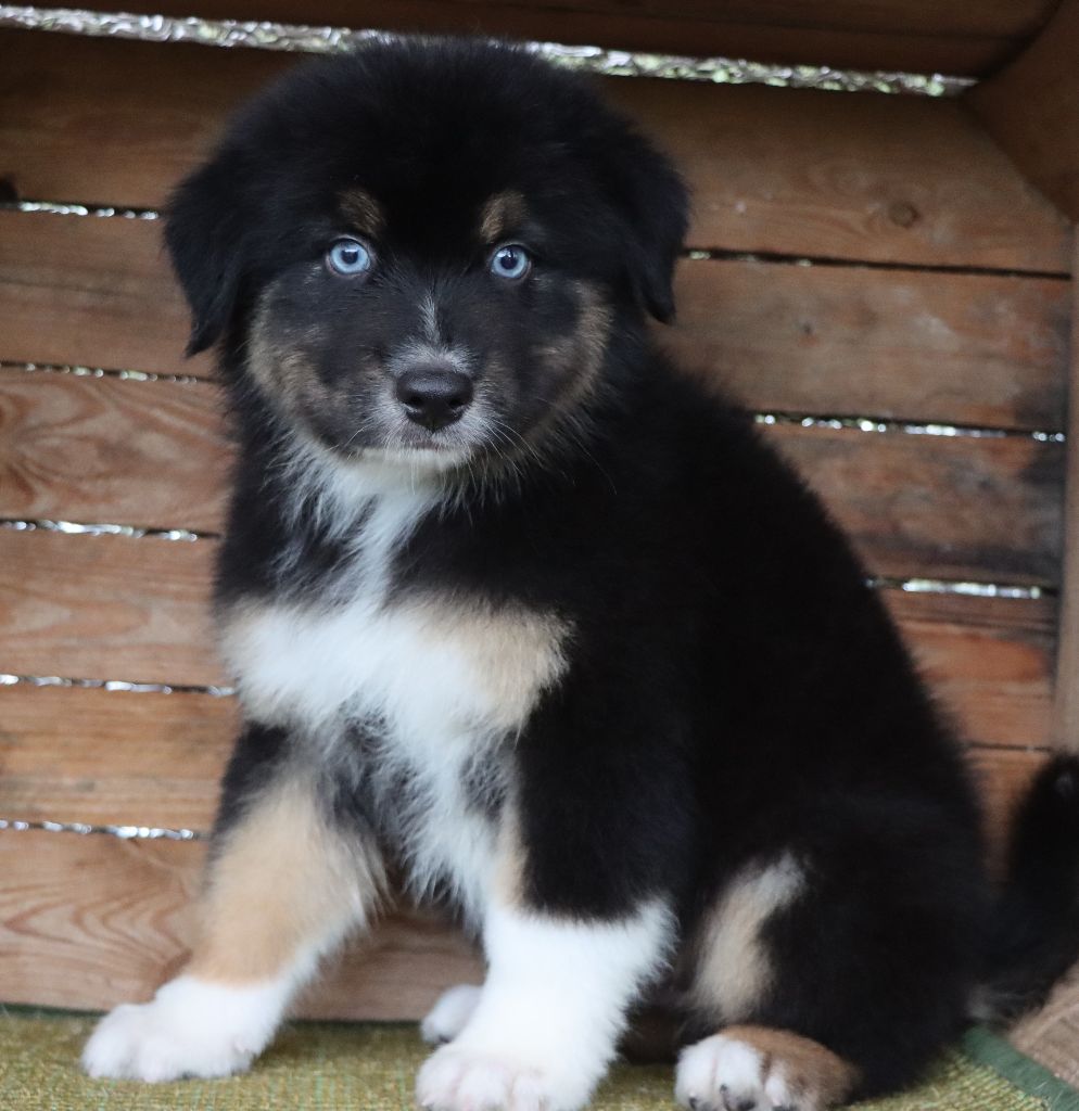 Des Highlands Du Sud - Chiots disponibles - Berger Australien