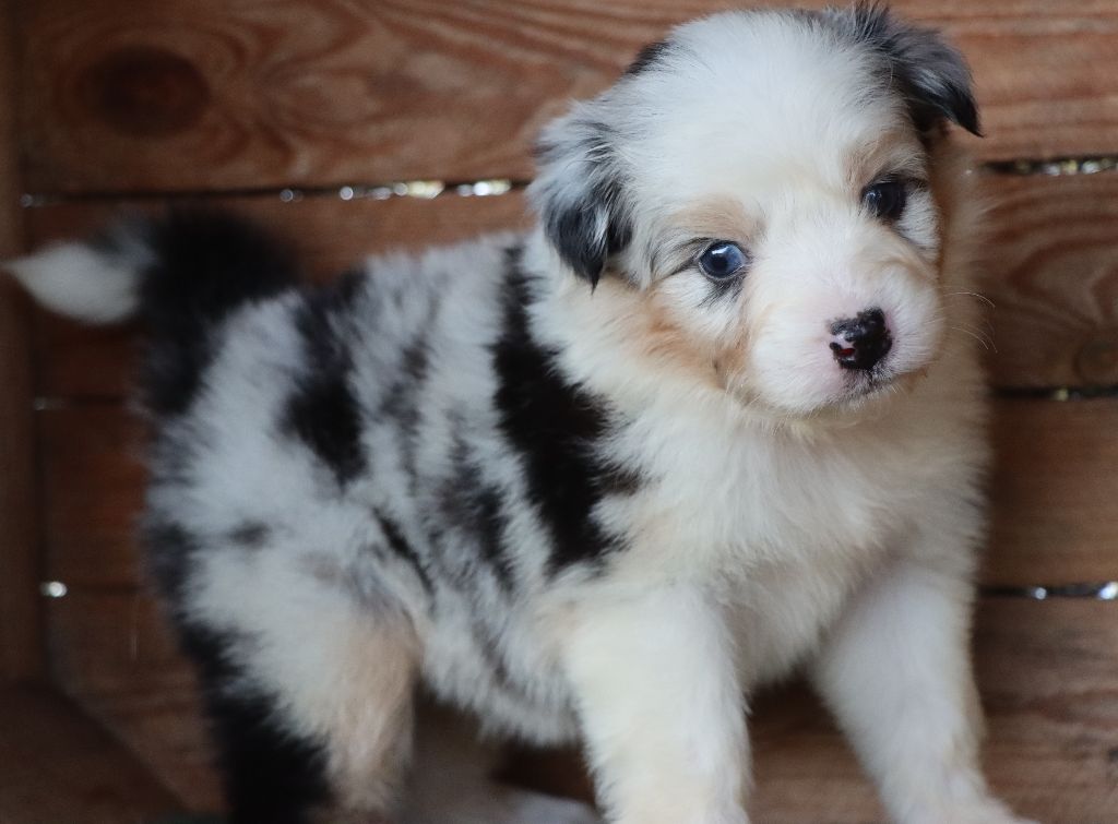 Des Highlands Du Sud - Chiots disponibles - Berger Australien
