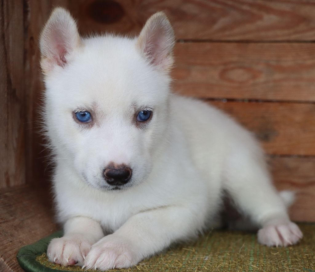 Des Highlands Du Sud - Chiots disponibles - Siberian Husky
