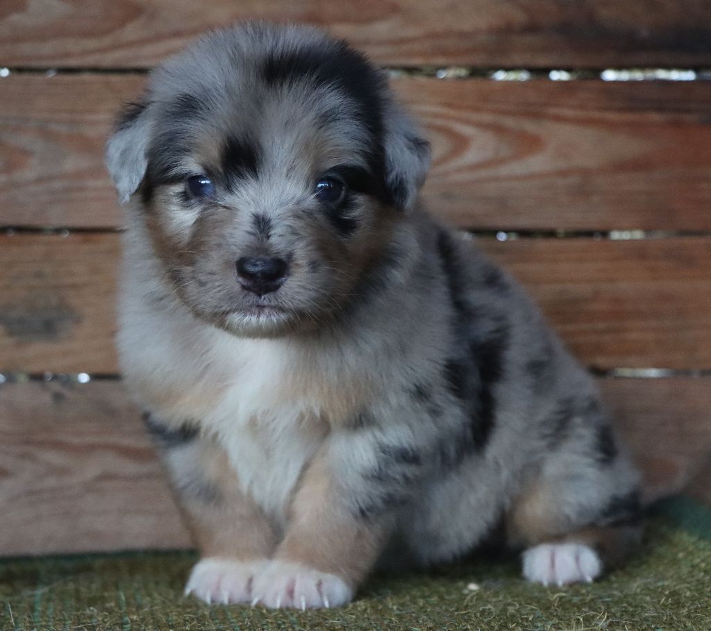 Des Highlands Du Sud - Chiots disponibles - Berger Australien