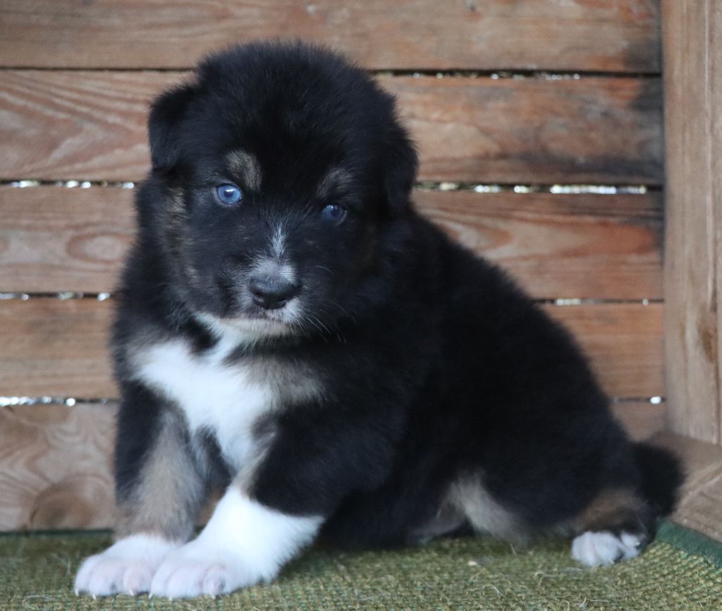Des Highlands Du Sud - Chiots disponibles - Berger Australien