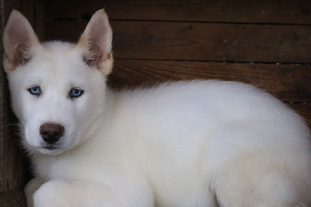 Des Highlands Du Sud - Siberian Husky - Portée née le 23/09/2024