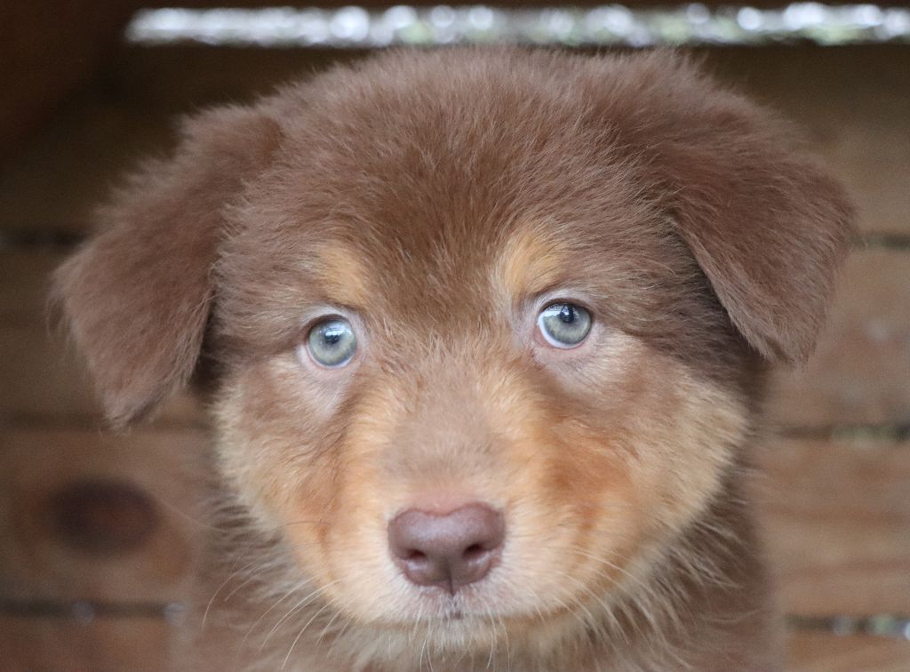 Des Highlands Du Sud - Chiots disponibles - Berger Australien
