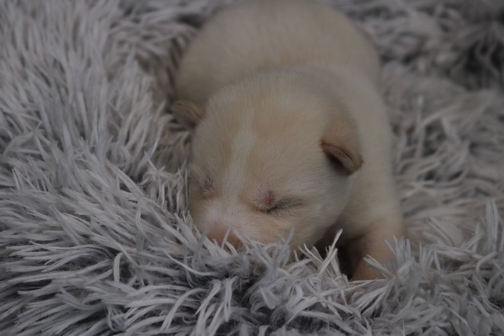 Des Highlands Du Sud - Chiots disponibles - Siberian Husky