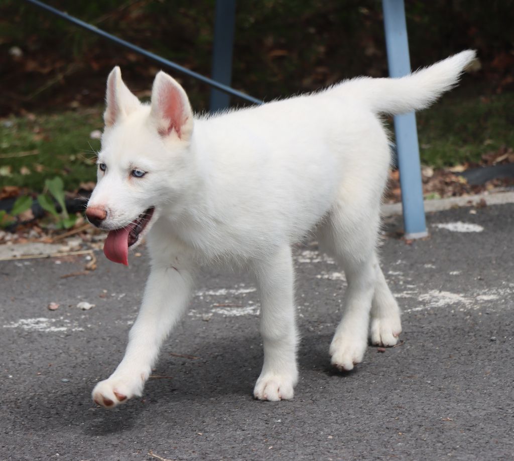 Des Highlands Du Sud - Chiots disponibles - Siberian Husky