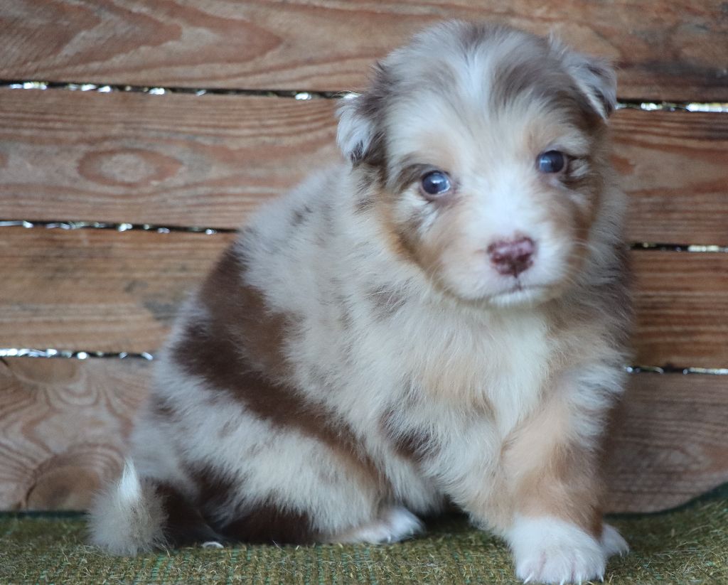 Des Highlands Du Sud - Chiots disponibles - Berger Australien