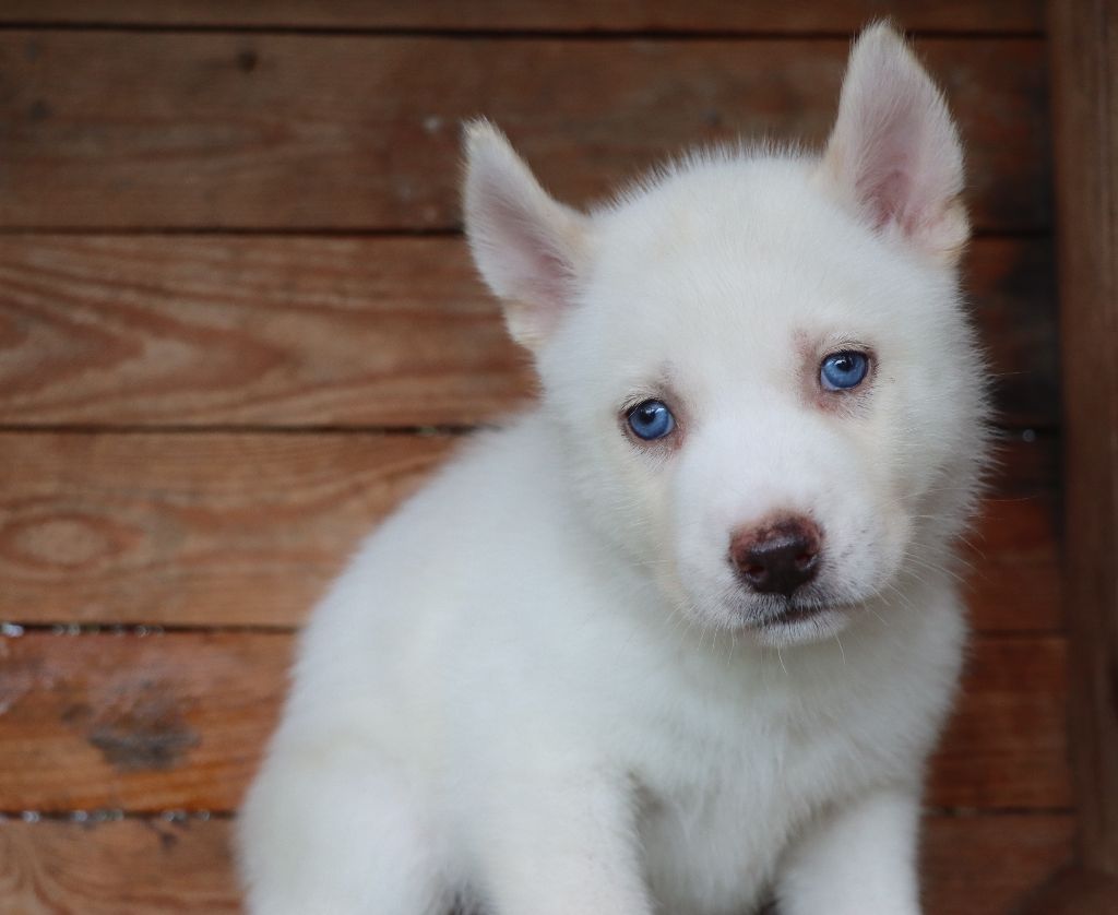 Des Highlands Du Sud - Chiots disponibles - Siberian Husky
