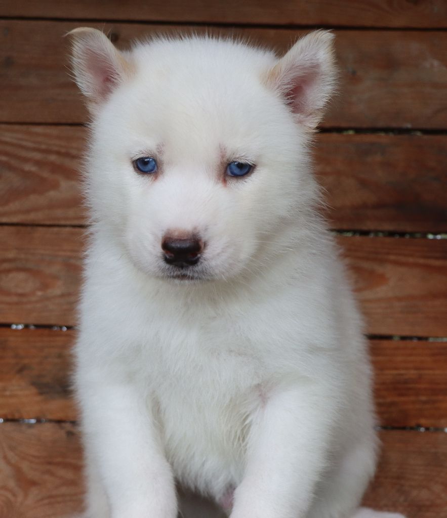 Des Highlands Du Sud - Chiots disponibles - Siberian Husky