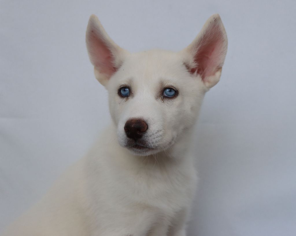 Des Highlands Du Sud - Chiots disponibles - Siberian Husky