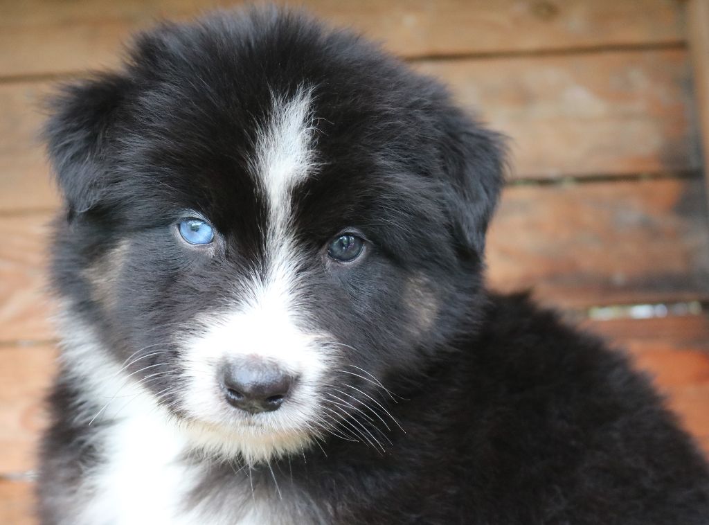 Des Highlands Du Sud - Chiots disponibles - Berger Australien