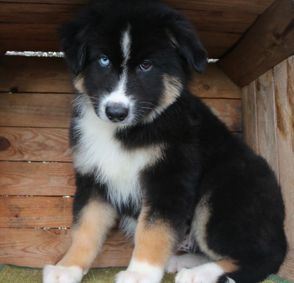 Des Highlands Du Sud - Chiots disponibles - Berger Australien