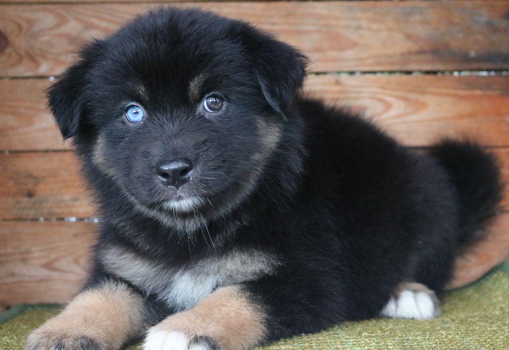 Des Highlands Du Sud - Chiots disponibles - Berger Australien