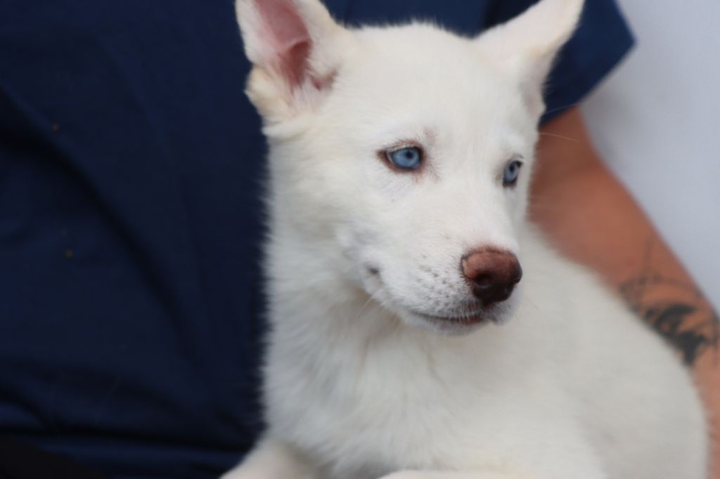 Des Highlands Du Sud - Chiots disponibles - Siberian Husky
